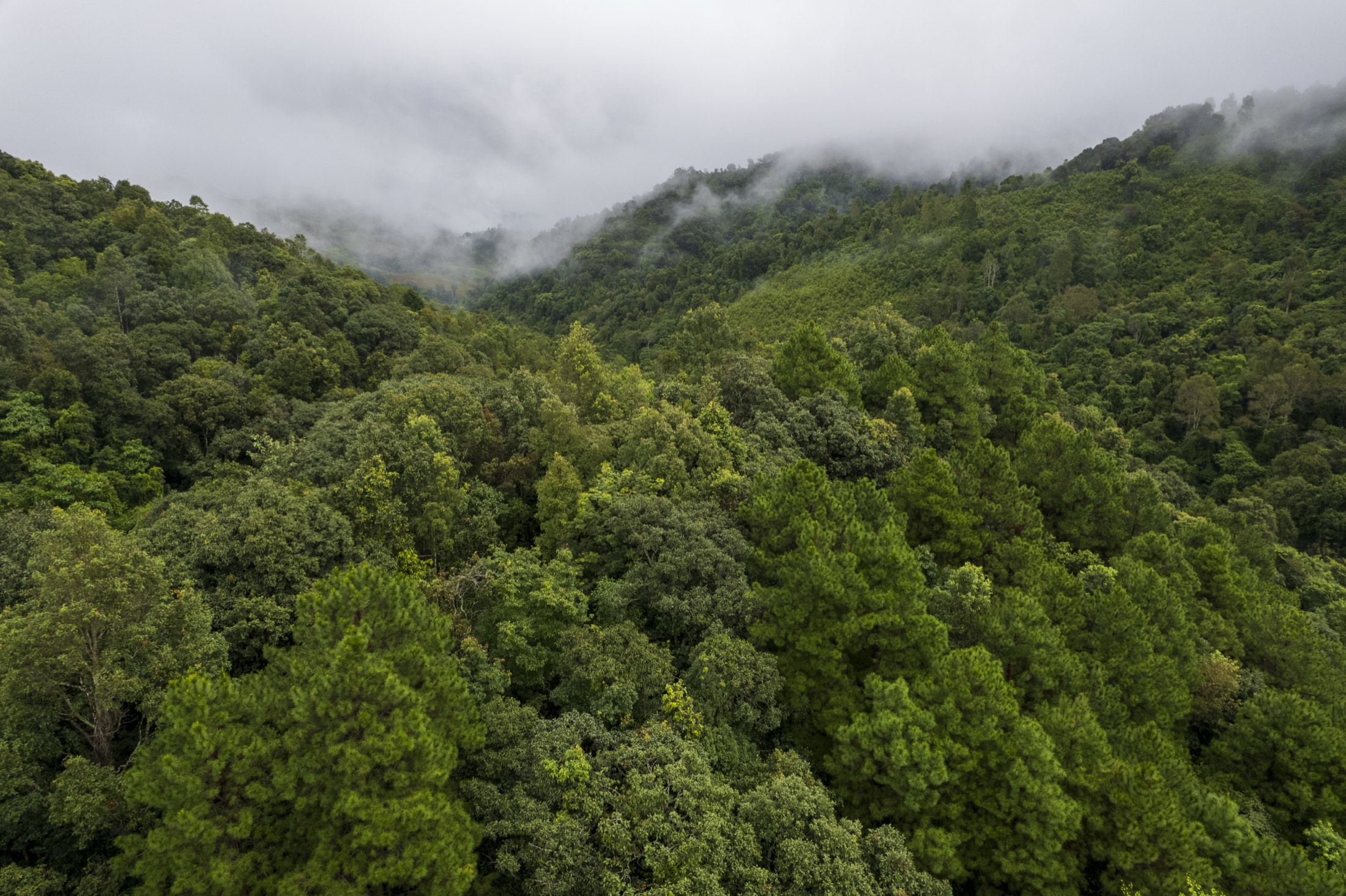 Bosque de Jalisco cubierto de niebla