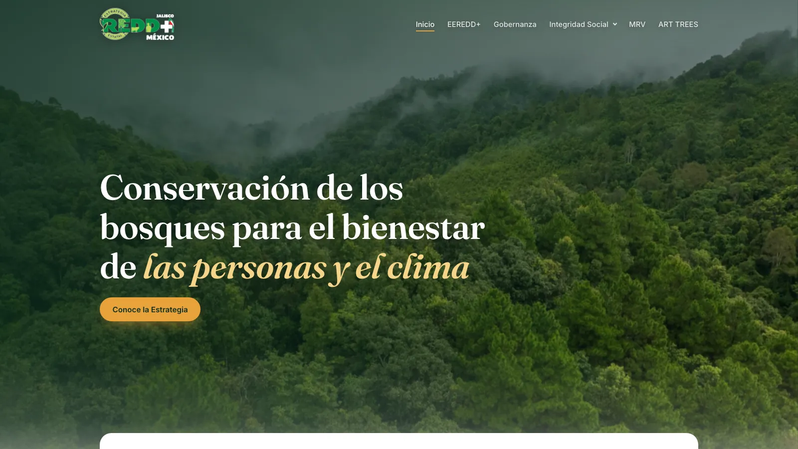 Portal REDD+ Jalisco con un bosque de niebla y su titular sobre conservación de los bosques
